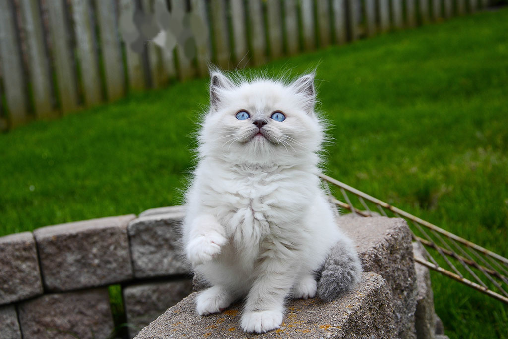 Ragdoll Cat1