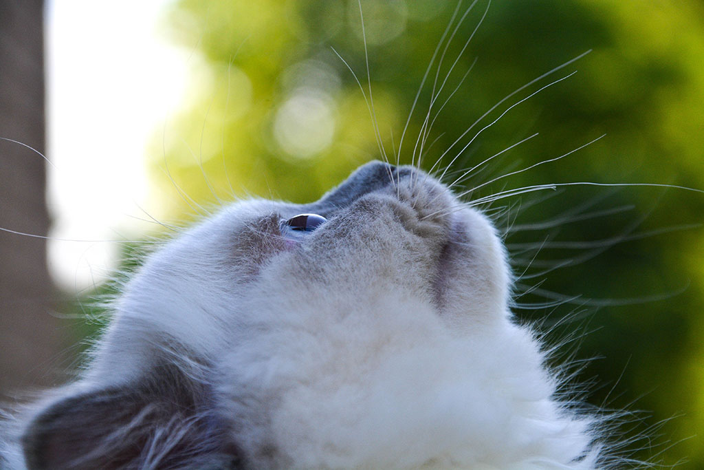 Ragdoll Cat2