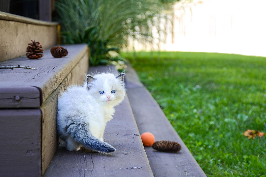 Ragdoll kitten