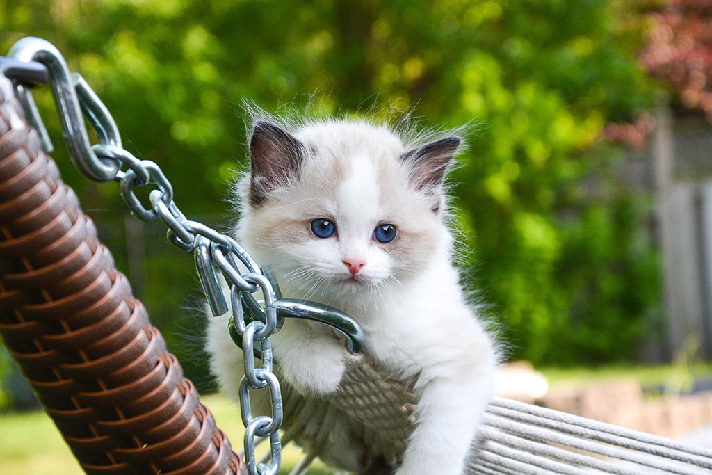 Aden Ragdolls