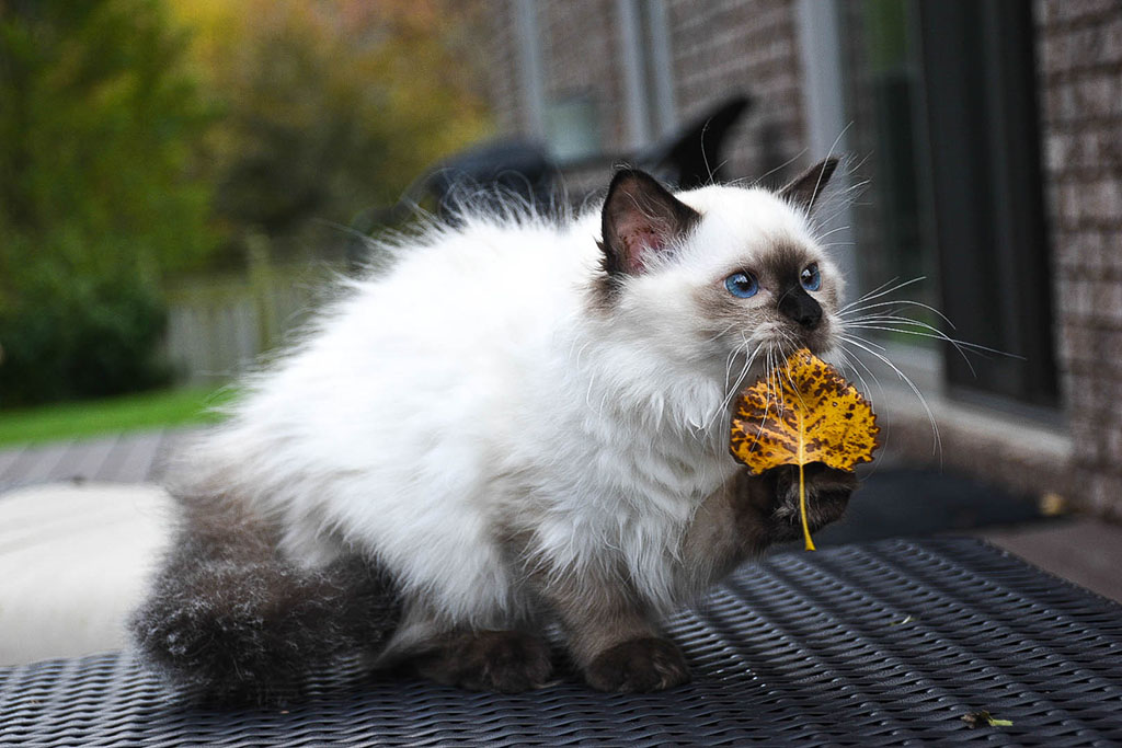 Ragdoll Cat