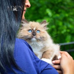 Managing Separation Anxiety in Ragdoll Cats and Kittens Managing Separation Anxiety in Ragdoll Cats and Kittens